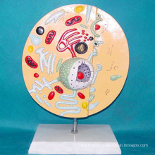 Animal Cell Anatomic Microstructure Model for School Supply Biology Teaching (R180111)